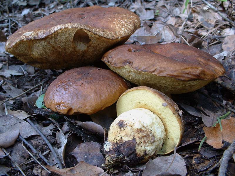 Leccinum lepidum e Amanita rubescens, 01.V.2004